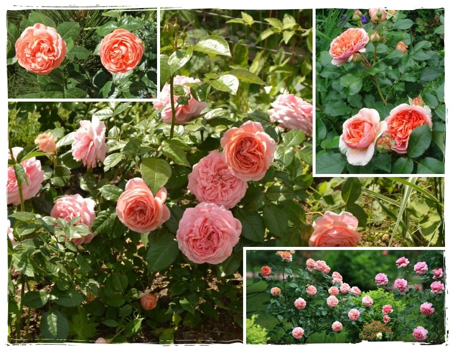 Chippendale róża wielkokwiatowa